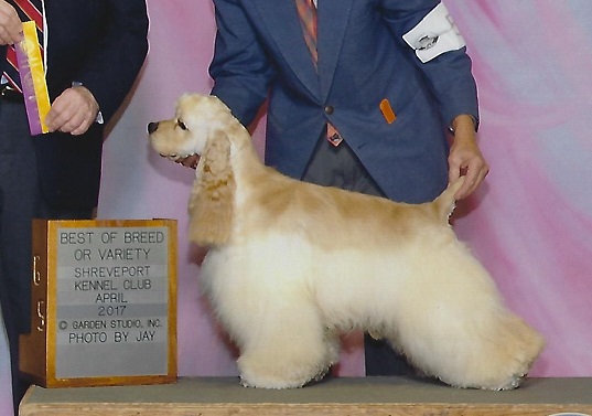 dennysden american cocker spaniels