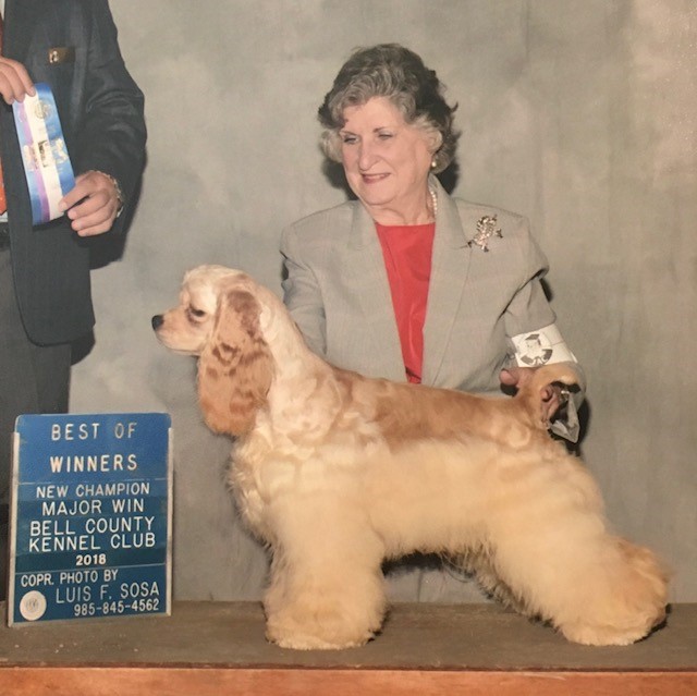 dennysden american cocker spaniels