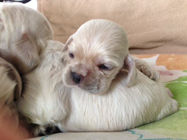 Cocker Spaniel Puppies For Sale in Louisiana Cocker Spaniel Puppies For Sale