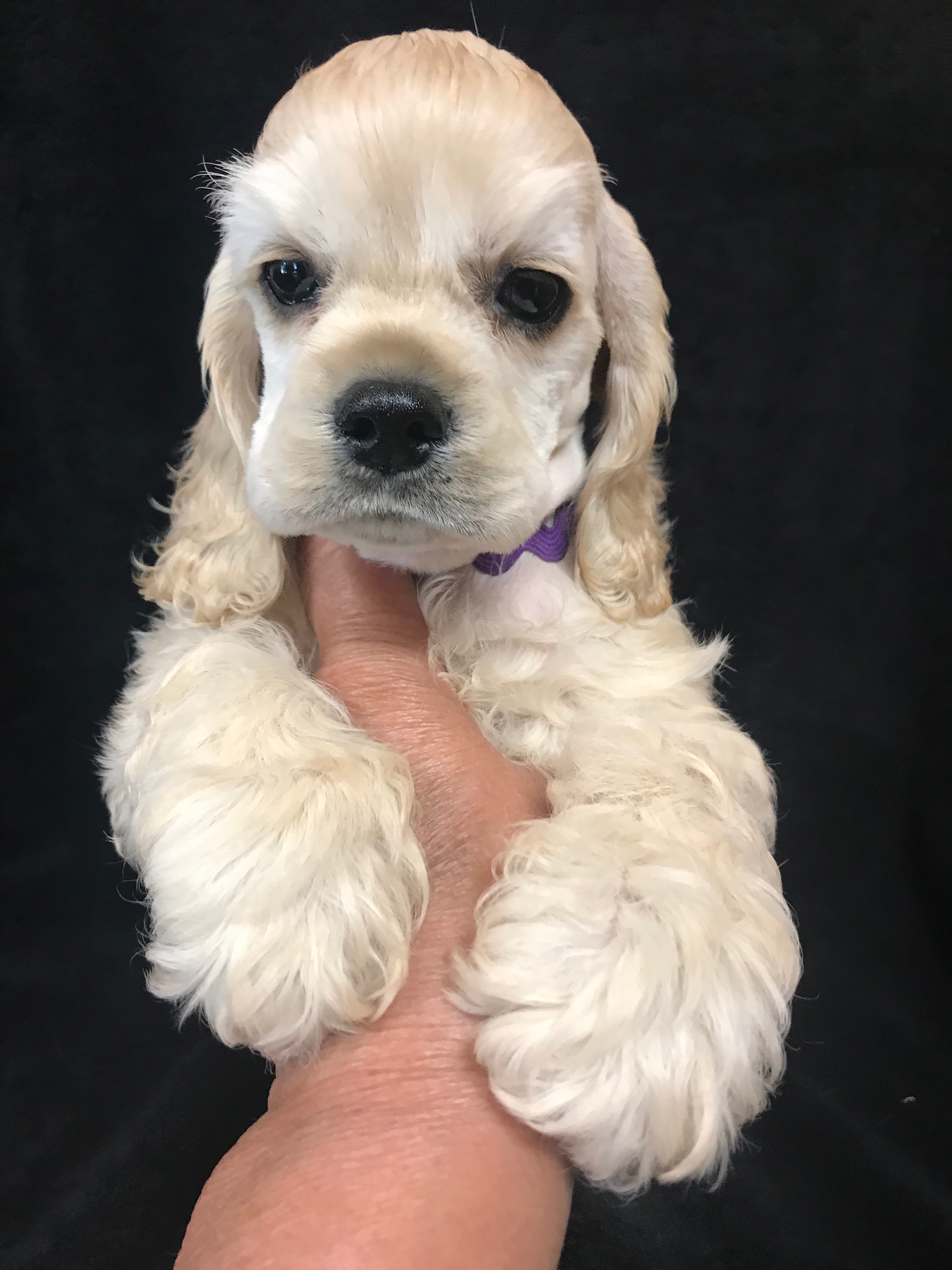 pucci pups cocker spaniel