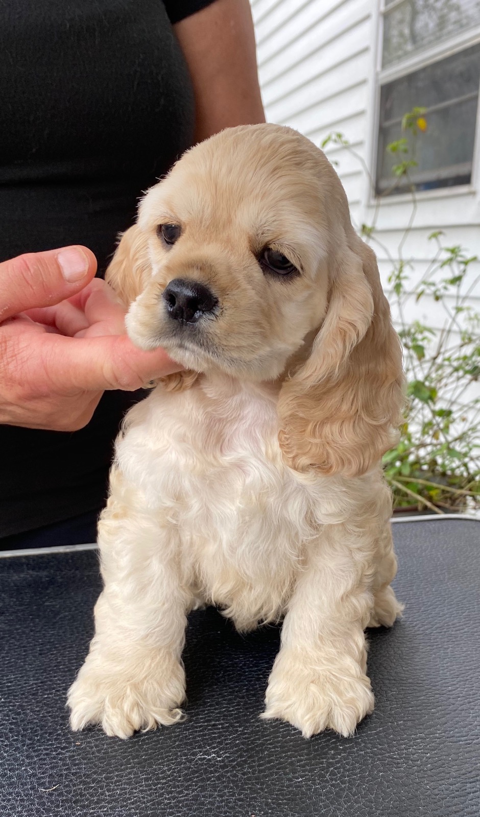 pucci pups cocker spaniel