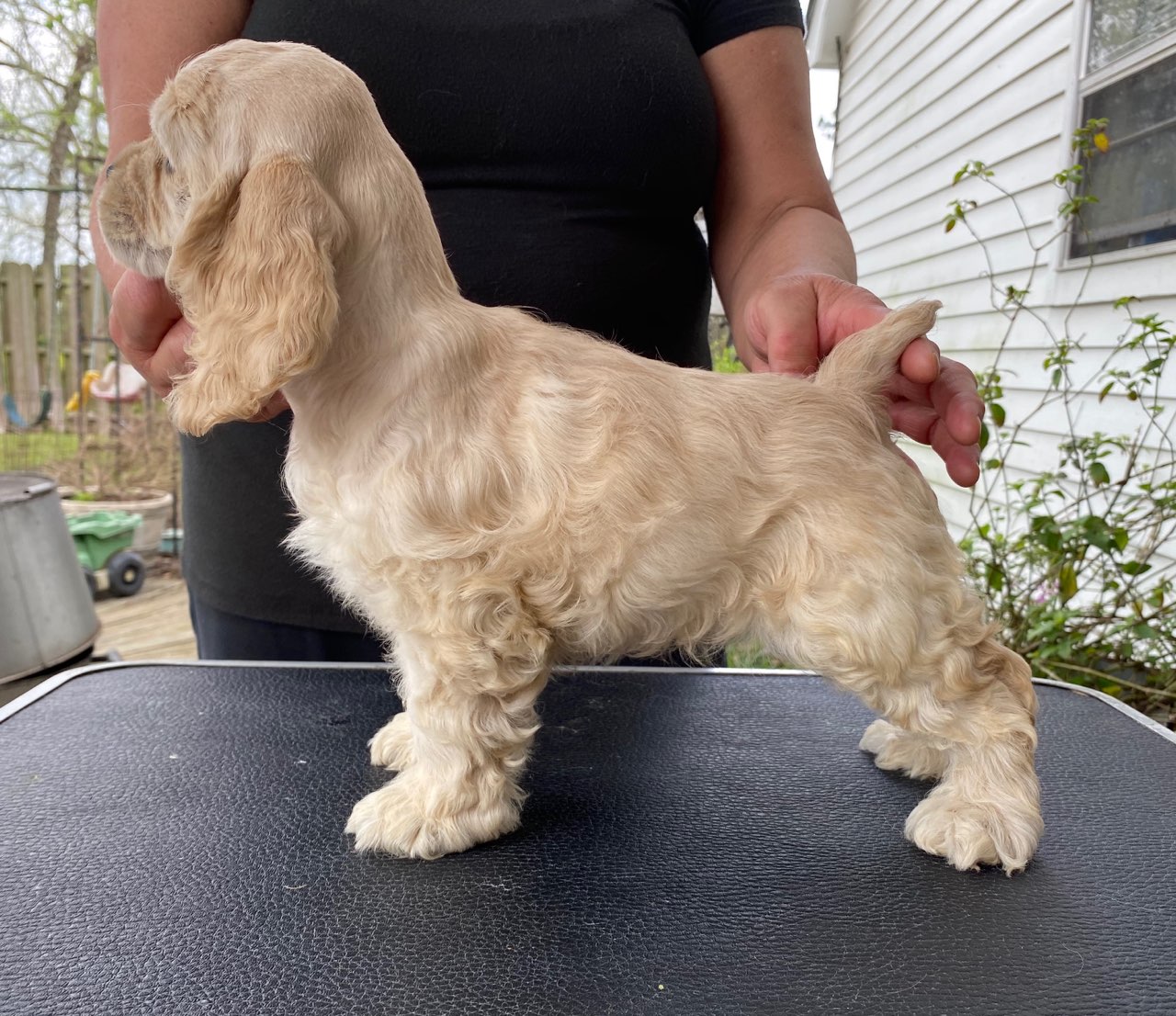 female cocker spaniel puppies for sale