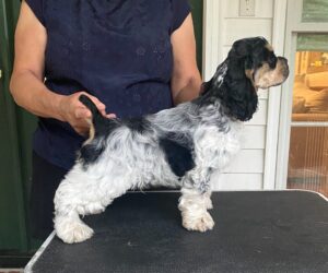 White and Black Cocker Spaniel Puppy White and Black Cocker Spaniel Puppy