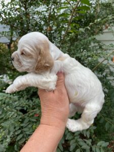 Cocker Spaniel Puppies For Sale 						