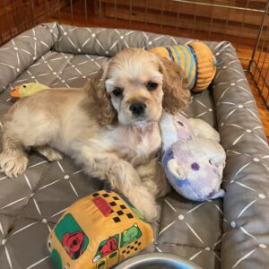 11 week old buff female cocker spaniel puppy “Taffy”