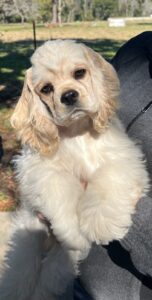 Cocker Spaniel Show Dog Bliss