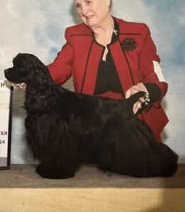 Female Cocker Spaniels